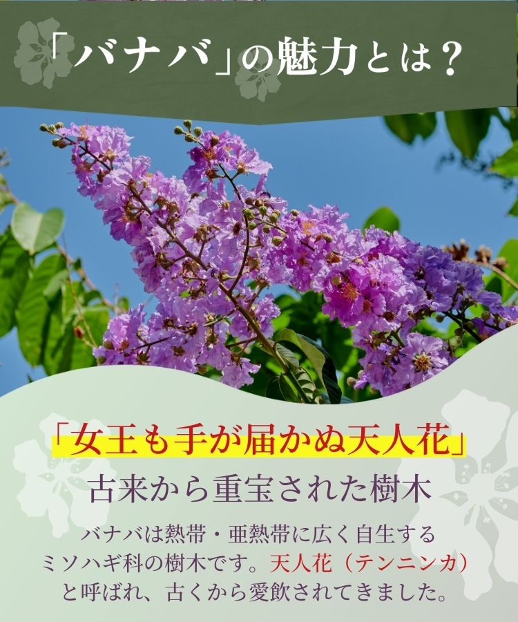 バナバ茶【温活農園】 – 【公式】温活農園