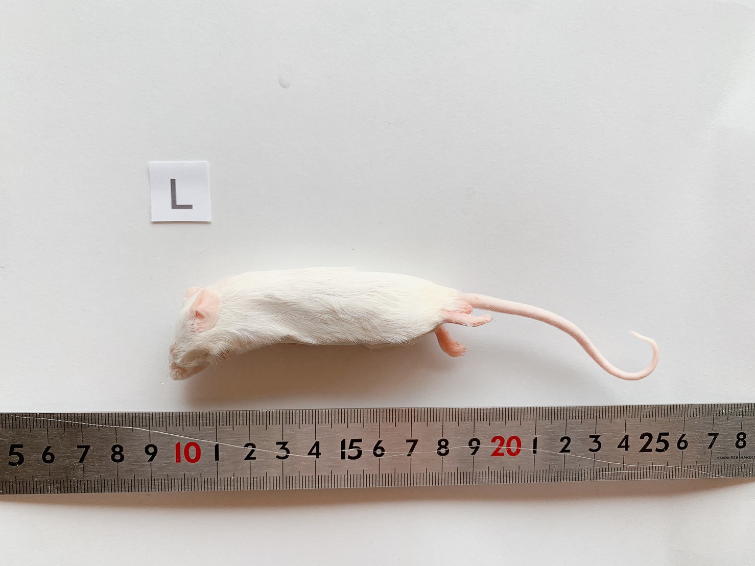 冷凍ラット20匹セット 冷凍ラット20匹セット 【公式通販】