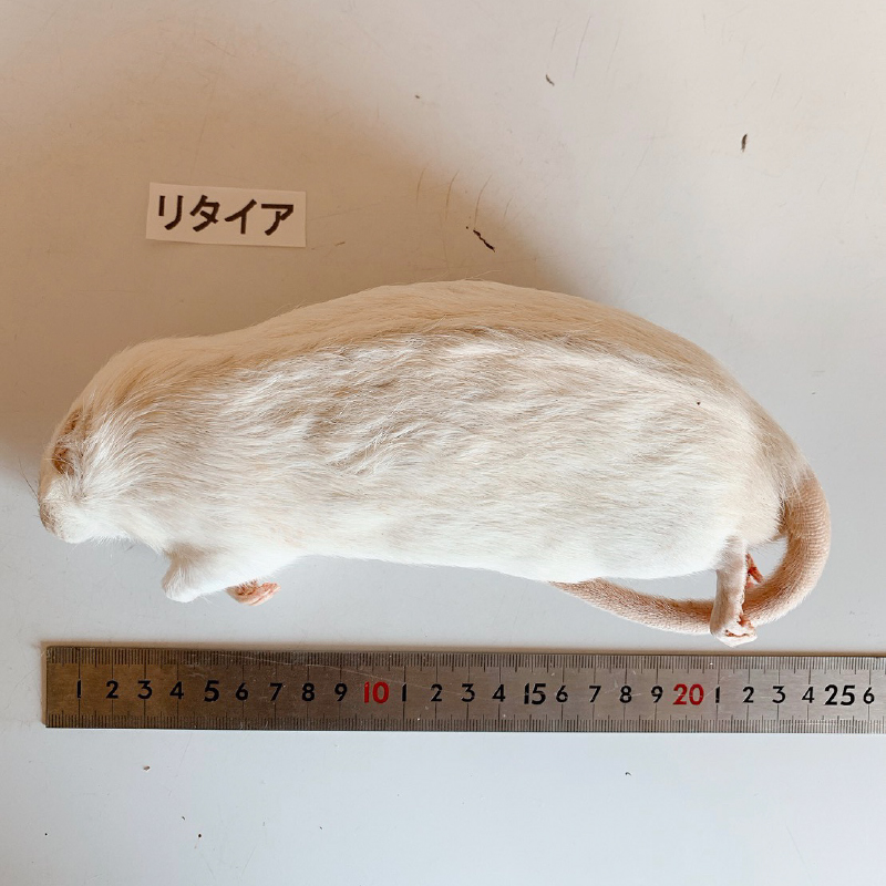 冷凍マウス冷凍ラット通販(通信販売)のリトルモンスターおおさか