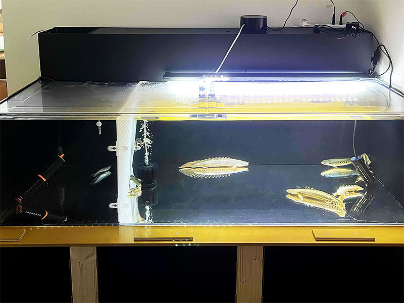 オーダーメイドアクリル水槽】エサ穴付き4面ブラック水槽