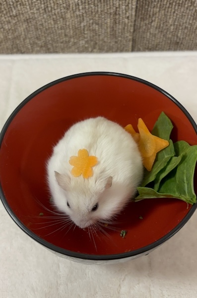 ハムスターさん専用 参考写真 微かに笑うハムスターの写真・画像素材