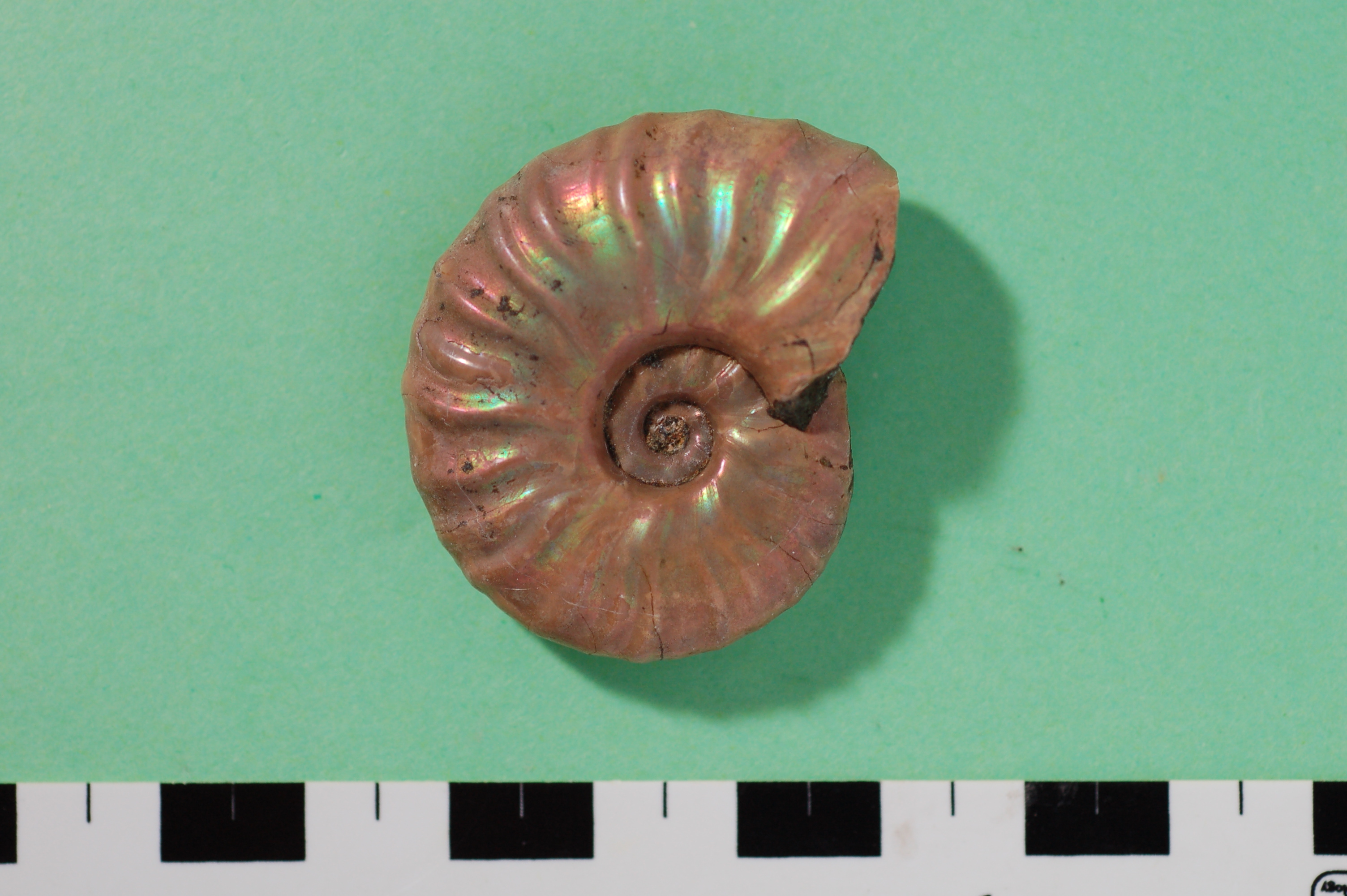 アンモナイト化石 【公式通販】