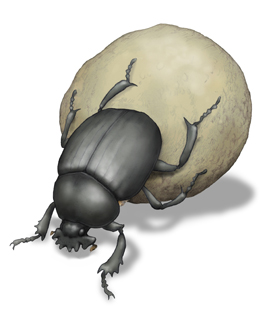 ティフォンタマオシコガネ（Scarabaeus typhon）・川崎悟司イラスト集