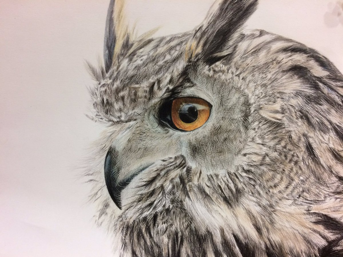 フクロウさん〔ハガキサイズ〕色鉛筆画 寄り添うフクロウ」 by 兎 みち