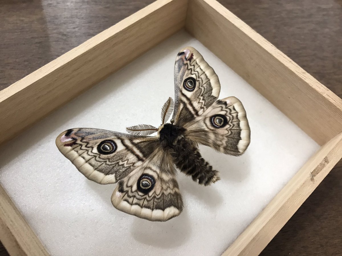 そうかそうか、つまり君は…」 思い出すたびに辛くなるあの話。クジャク