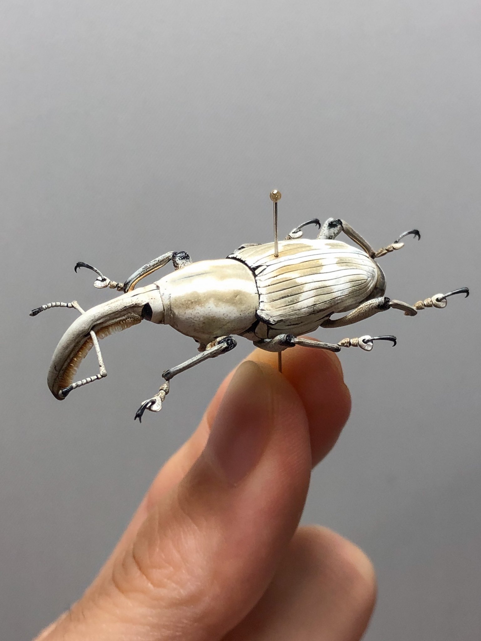 アンゴラ産 オオタマゾウムシ 21mm アンゴラ産 オオタマゾウムシ 21mm