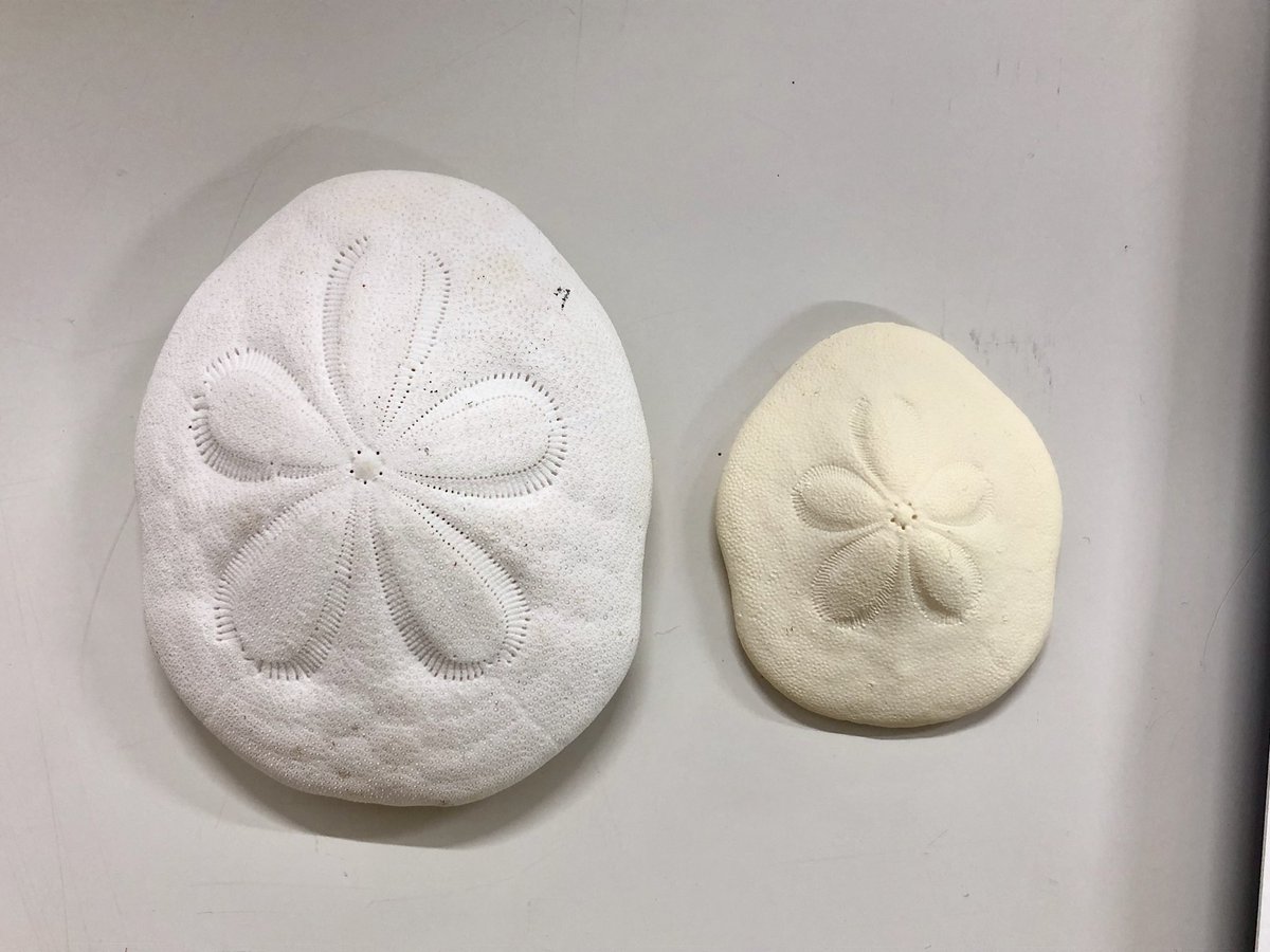 沢山の棘皮動物 ウニタコノマクラカシパンブンブクポストカード海