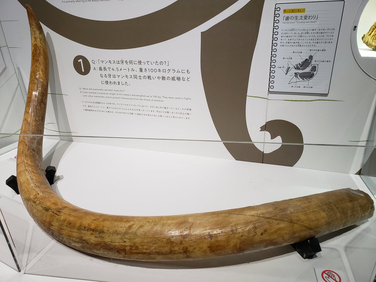 ☆【実物】 マンモスの牙 シベリア産 シベリアの永久凍土から発掘され
