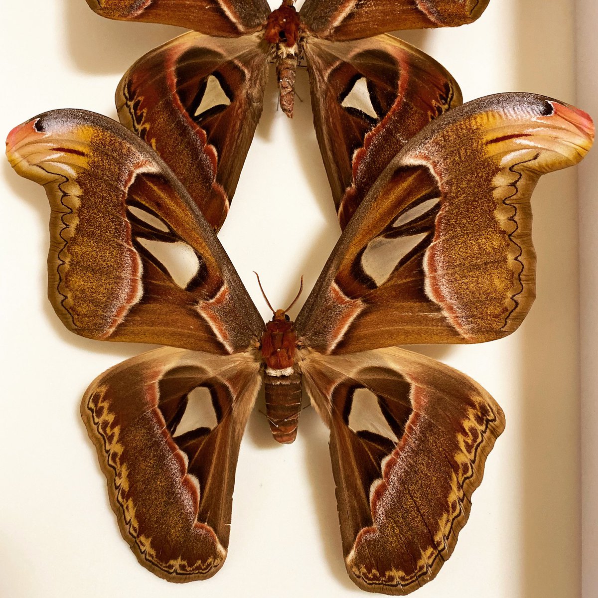 最大級蝶標本【ヨナグニサン】希少☆オス21cm＊メス22cm1対☆琉球切手