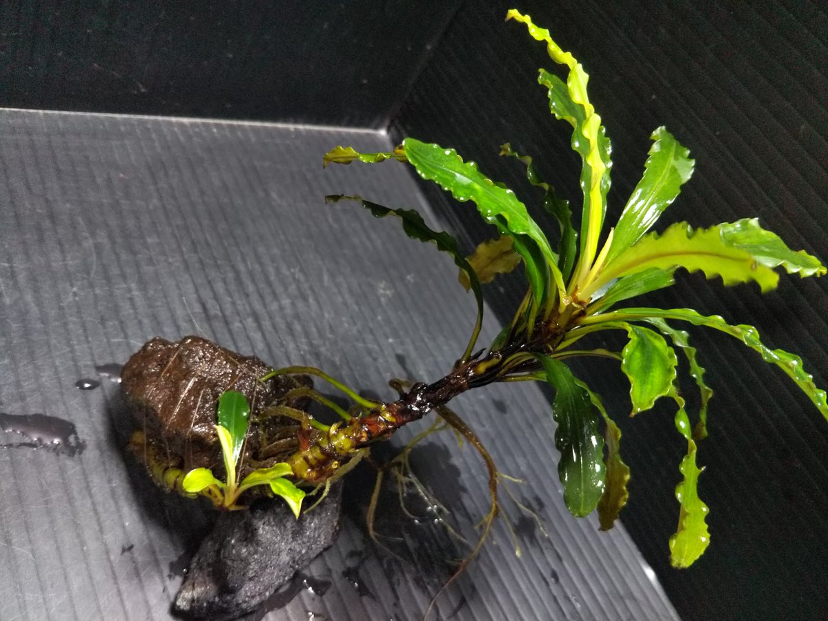 ペ*ン様 ブセファランドラ spathulifolia Balai karang