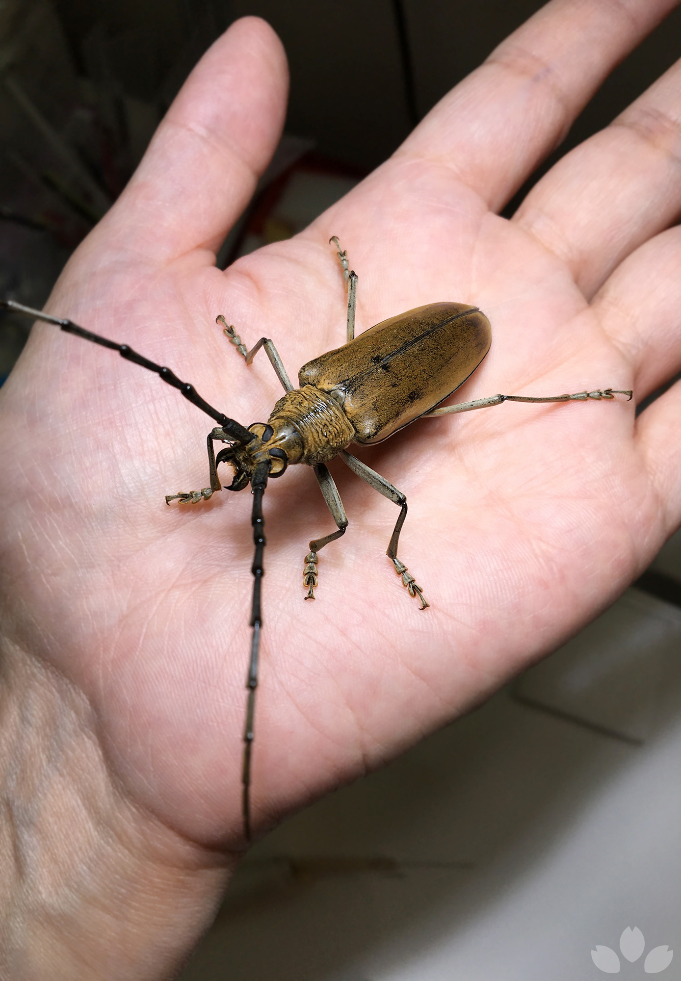 ペルー産オオキバウスバカミキリ 160mm