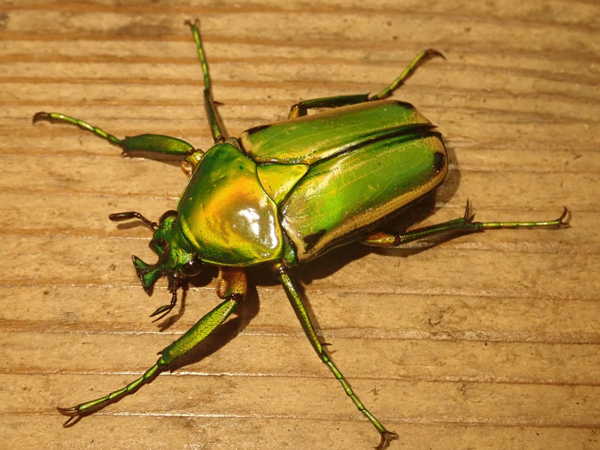 キンイロヒラズカナブンが羽化してきました！緑に金と黒の模様、頭に