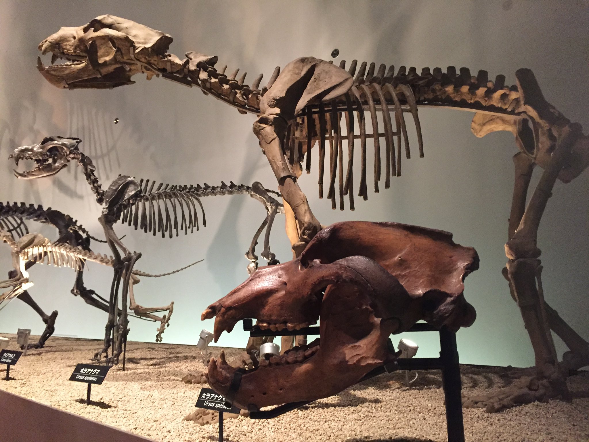 ルーマニア産 ホラアナグマの指骨化石