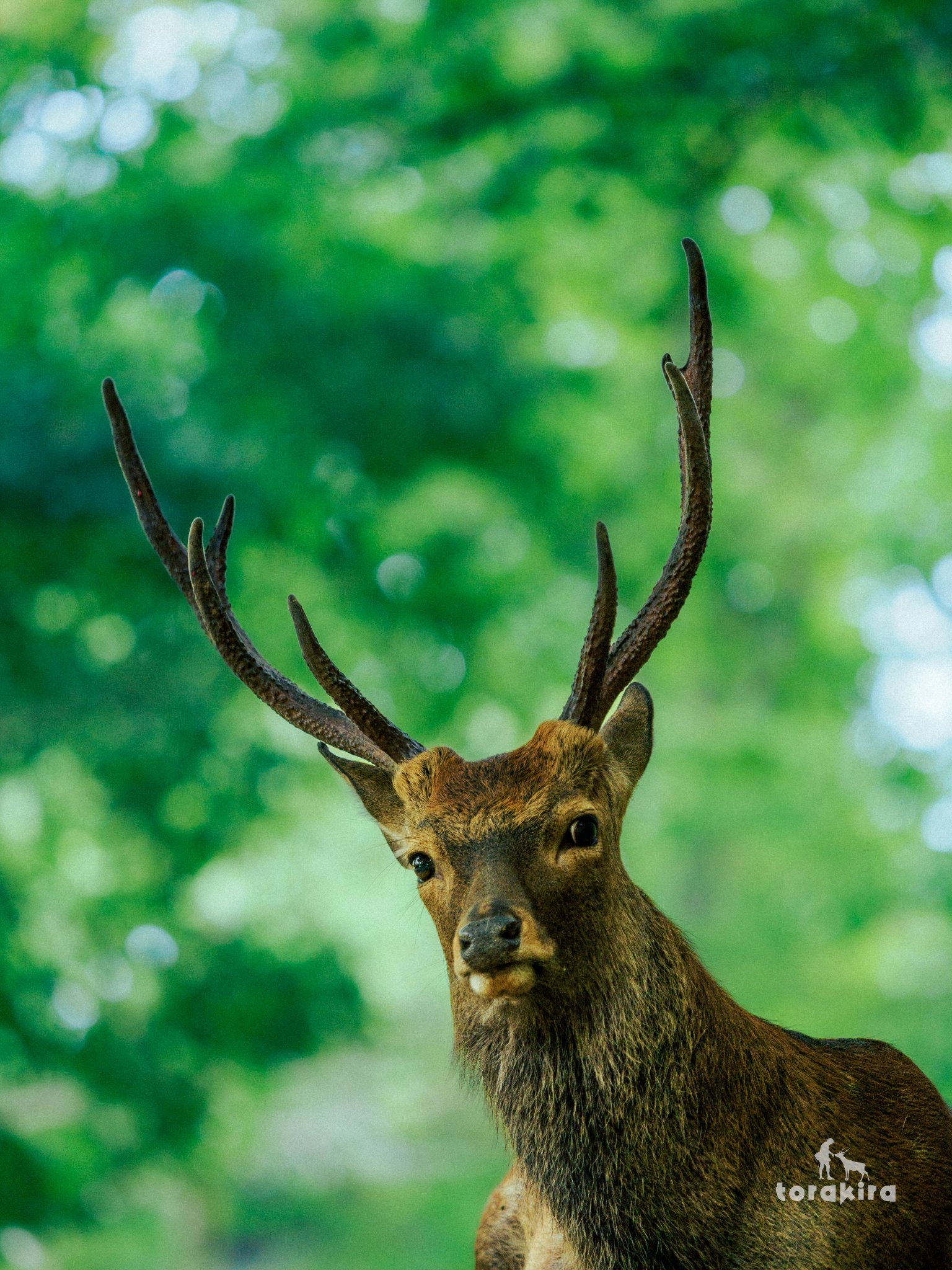 コレクション 鹿の角 鹿の角 ツノ 7本 鹿の角 シカのツノ