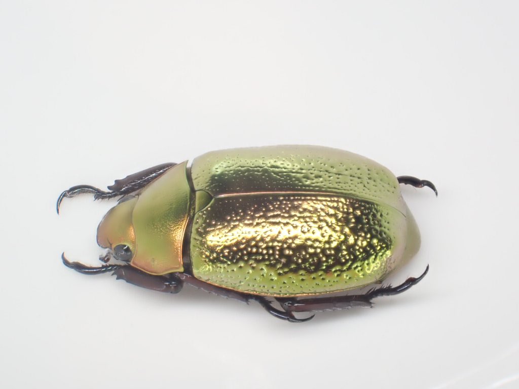 プラチナコガネの最高峰の1つ ボウカルディプラチナコガネ 金色型