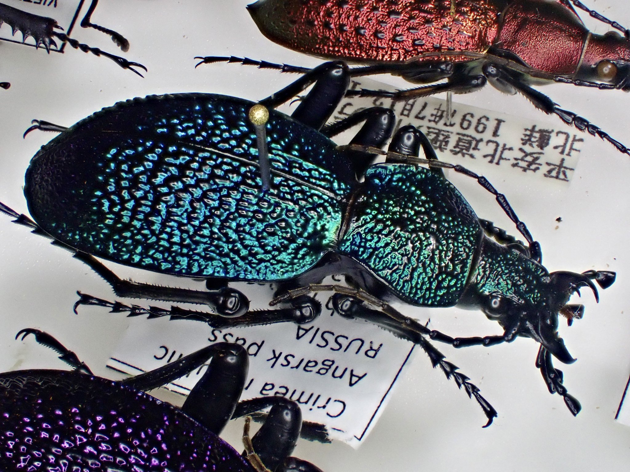 イボハダオサムシ標本 ☆クリミア半島産C.scabrosus tauricus