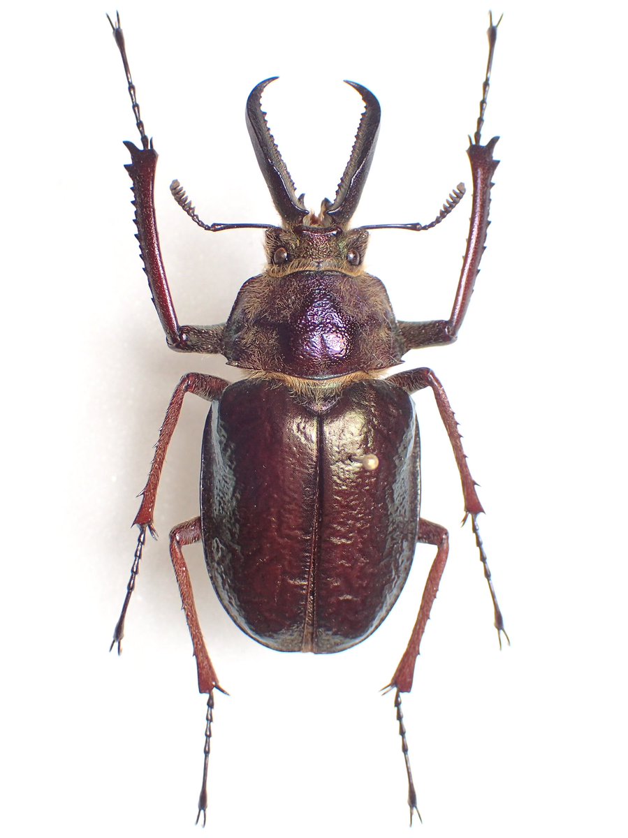 エクアドル産 コルベイシワバネクワガタ 31mm 【公式通販】