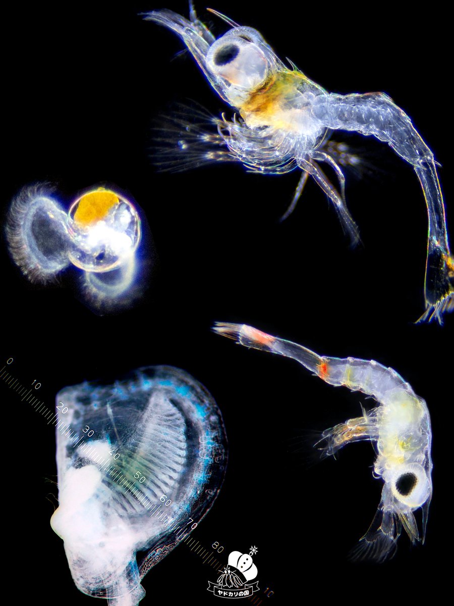 ちむら (@chimura_) / Posts / X