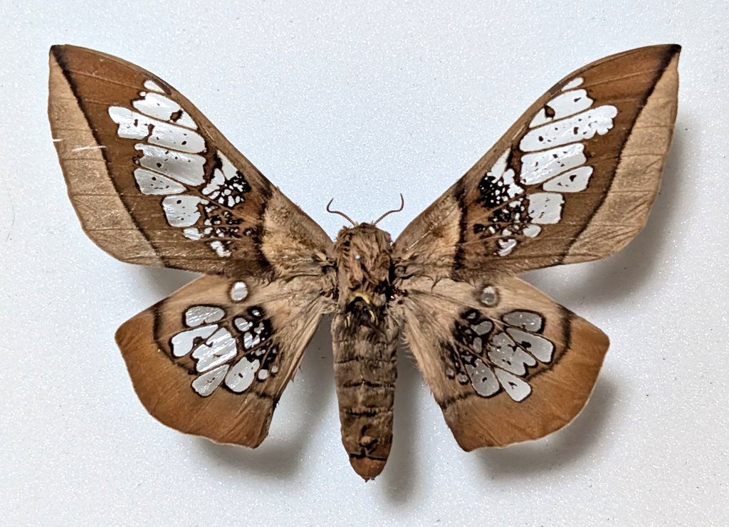 M0 (@mom0mom0mom0m00) / Posts / X