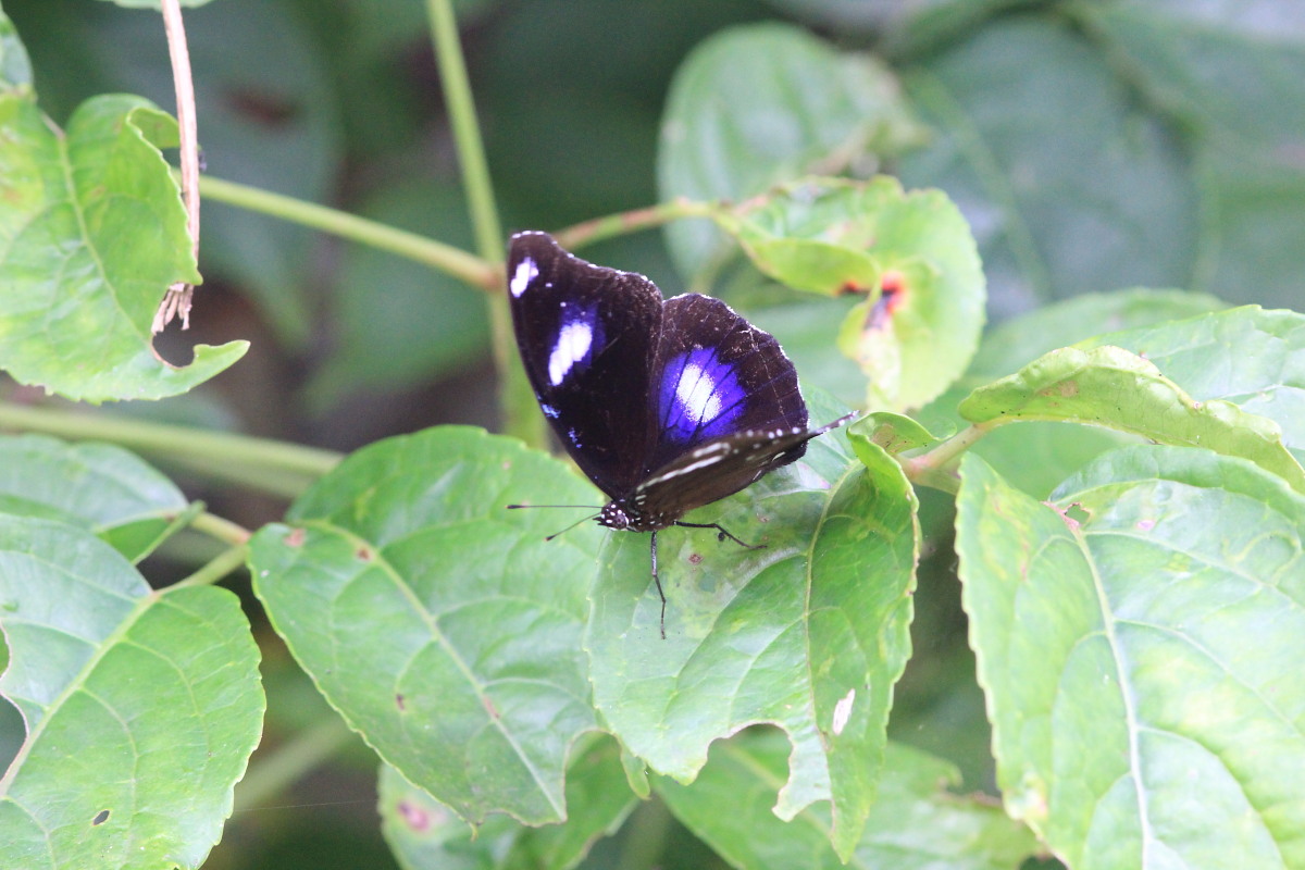 リユウキユウムラサキ14頭、外、沖縄迷蝶 リユウキユウムラサキ14頭