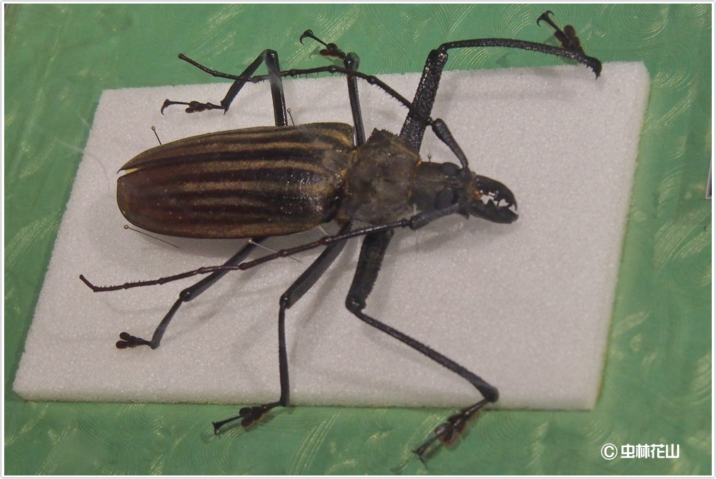 希少特大フィジー島ウスバカミキリ標本ペア
