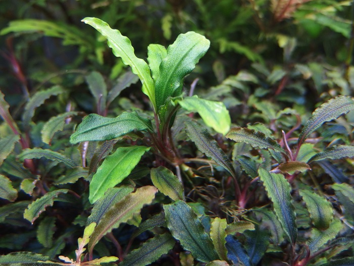 ブセファランドラ sp. スカダウ3 (TB便) : 店内水草・植物情報