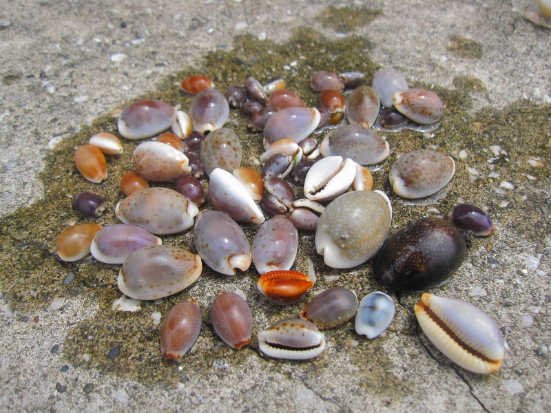 タカラガイ 貝殻 Histrio Rusty