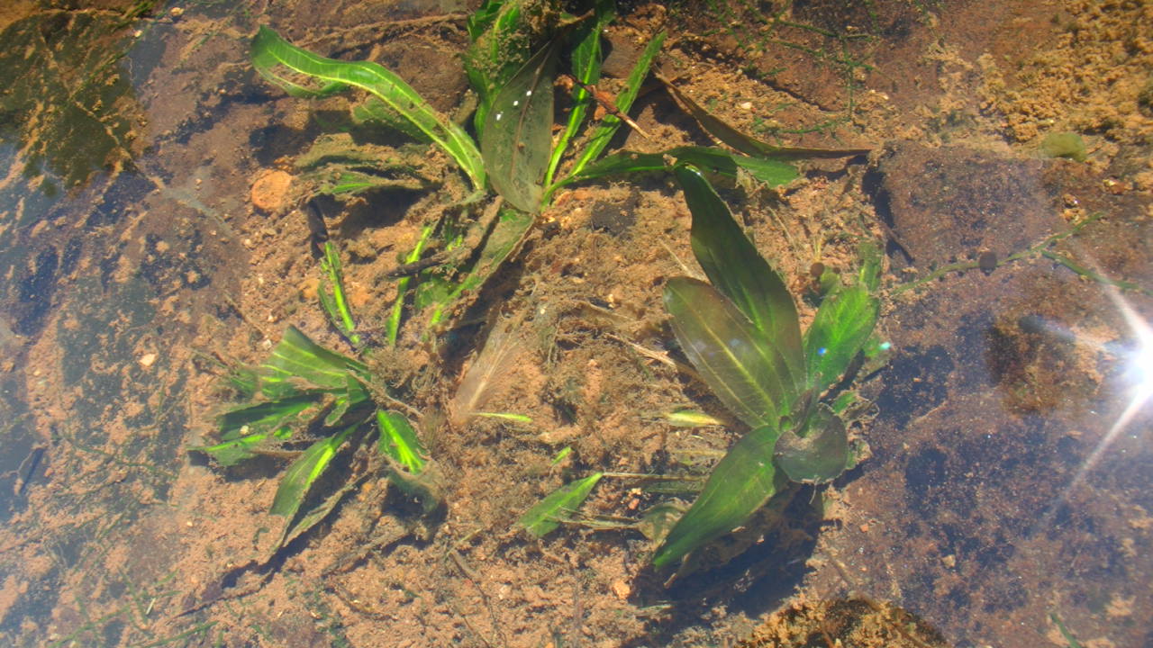 AZ1110-8 : ホシクサとクリプトコリネとカレーライスなお話