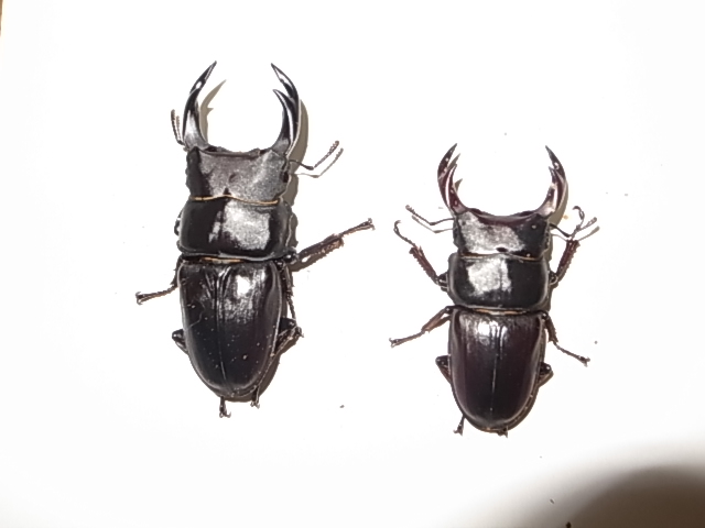 新潟県産 天然採集 オオクワガタ 新潟 オオクワ WD クワガタ ワイルド