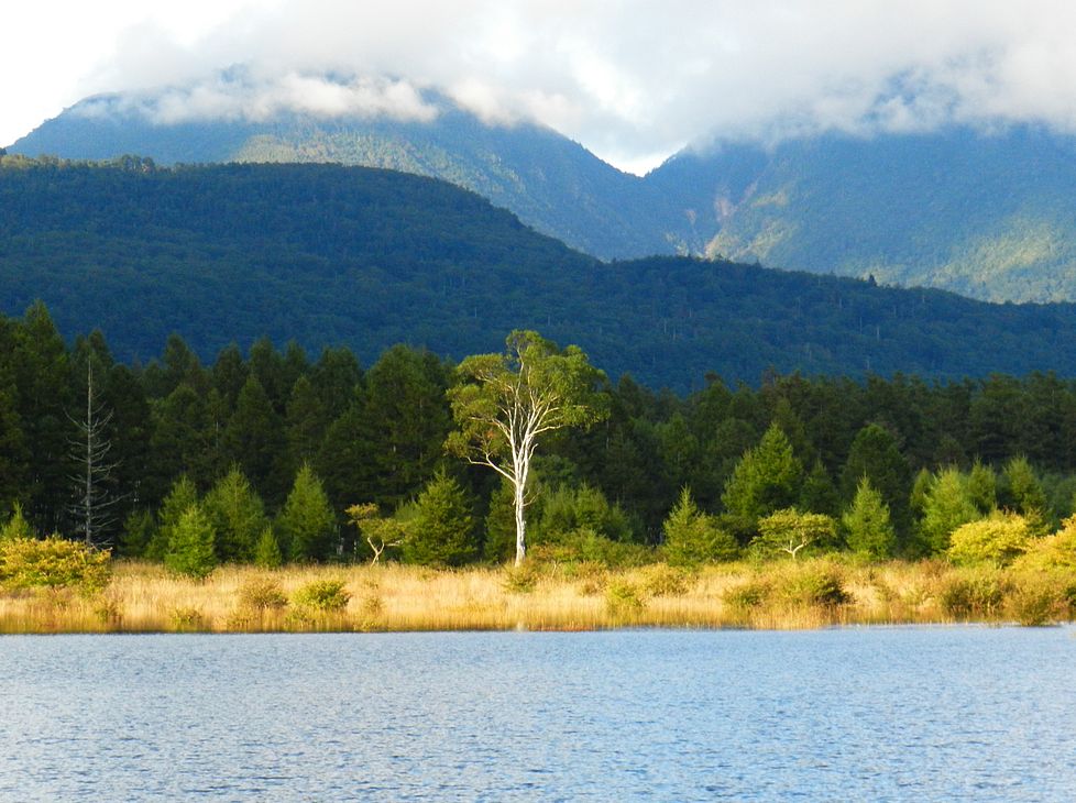 人気ブランド 油彩 日光戦場ヶ原の貴婦人 （奥日光小田代ヶ原「貴婦人