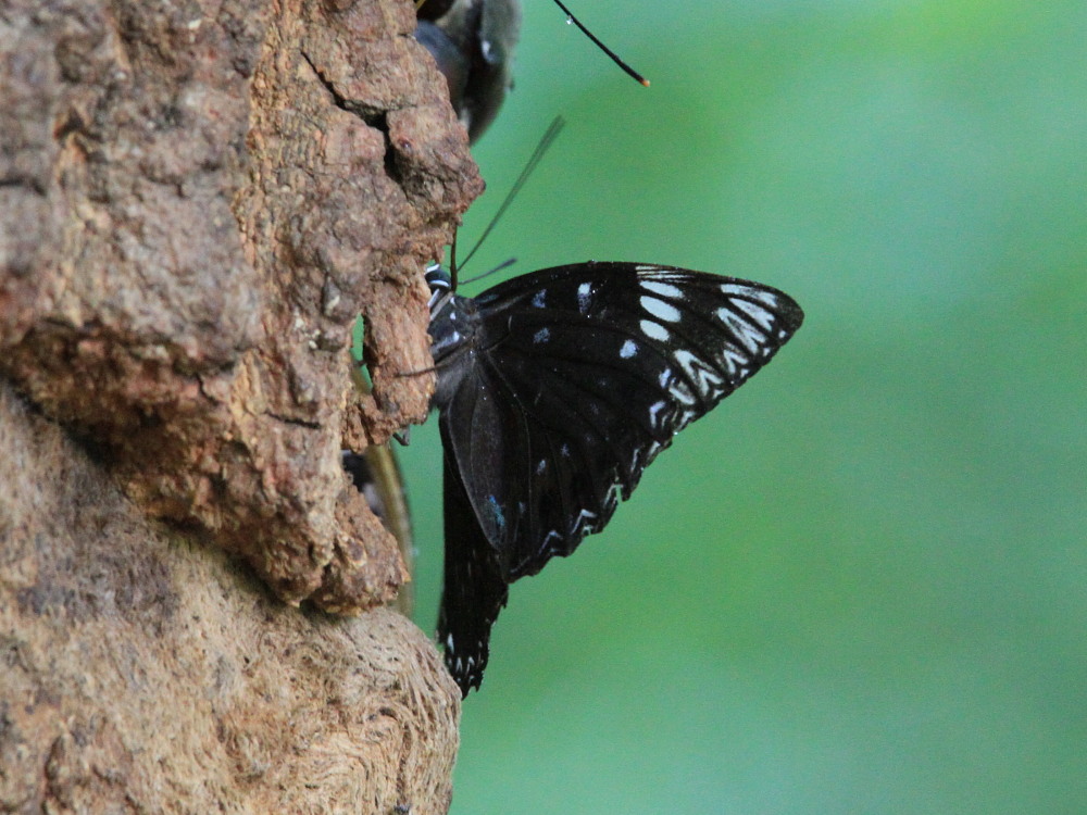 スミナガシ ♀雌の産卵シーン。 2011.8.7群馬県 : 蝶鳥ウォッチング