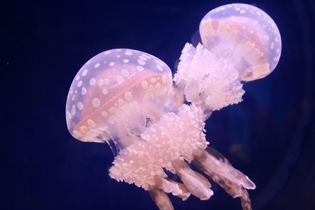 タコ＋クラゲ : ぐるにゃん！