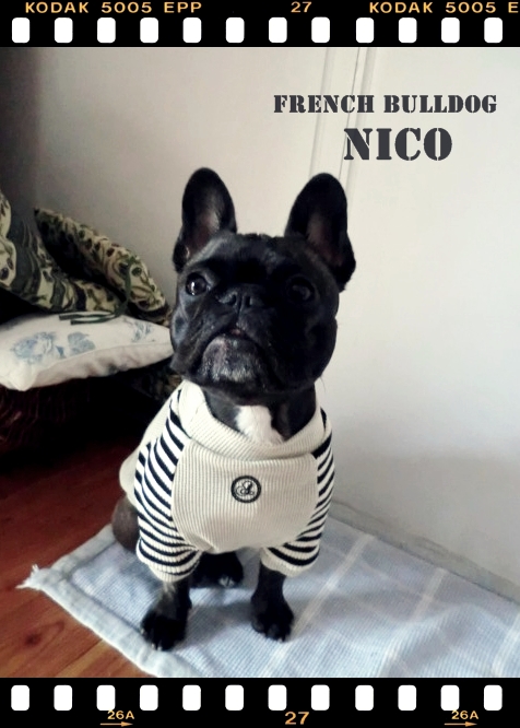 大好きなフレブル♪ : ハンドメイド犬服 Jack＆Camera