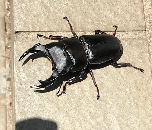 オオクワガタWF1の魅力 : ドルクスハンターブログ