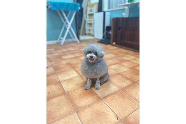 BIBICHE 新狭山店（ペットサロン・トリミング）｜埼玉県狭山市｜EPARK