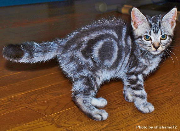 猫の置物 オブジェ サバトラ サバシロ アメリカンショートヘア 猫