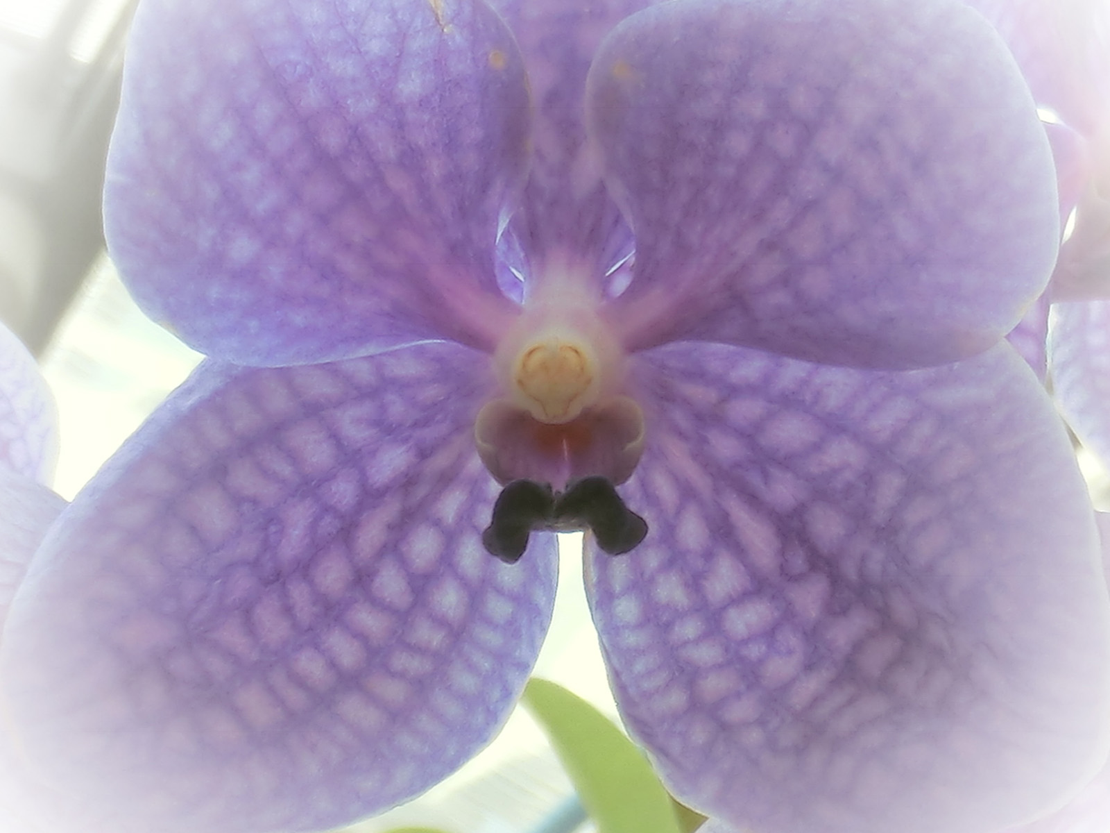 The Face - Petra Collins