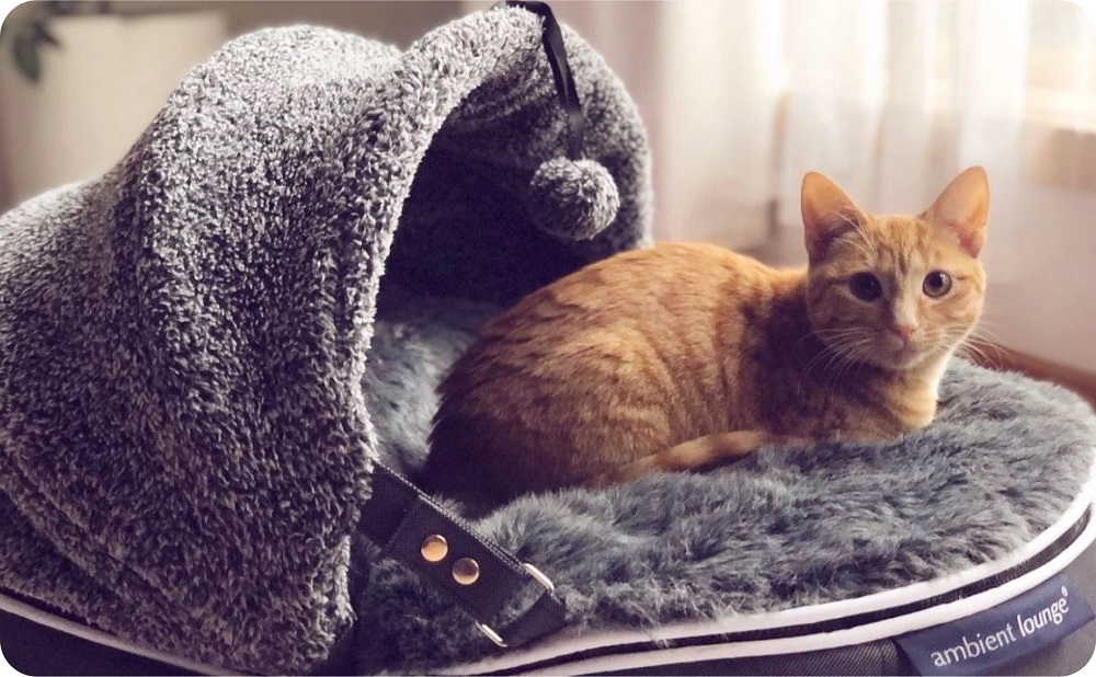 アンビエントラウンジ】ベッド取替カバーS Pets-first ONLINESTORE