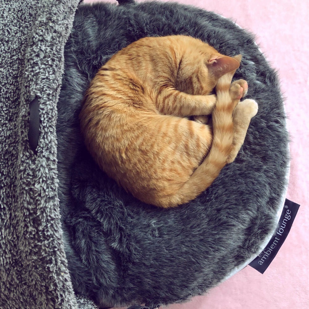 アンビエントラウンジ】ベッド取替カバーS Pets-first ONLINESTORE