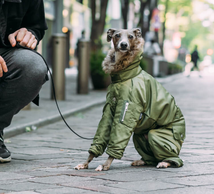 pim:liko＜ピムリコ＞ - イタグレ、ウィペット、フレブル専用のドッグ