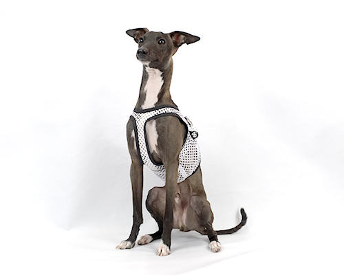 ピムリコメッシュハーネス イタグレサイズ pim:liko（ピムリコ）