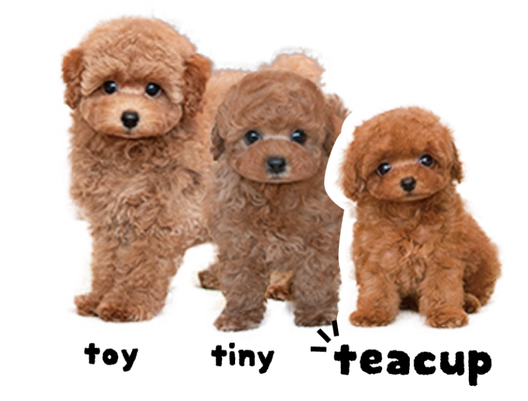 ティーカッププードルとトイプードルの違いとは？ - プードルのいるくらし