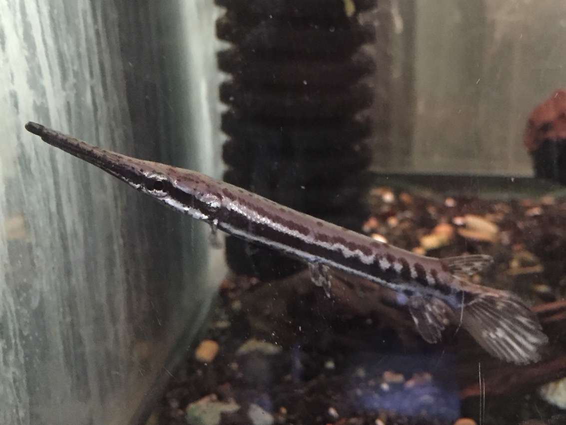 ポロロッカ足柄