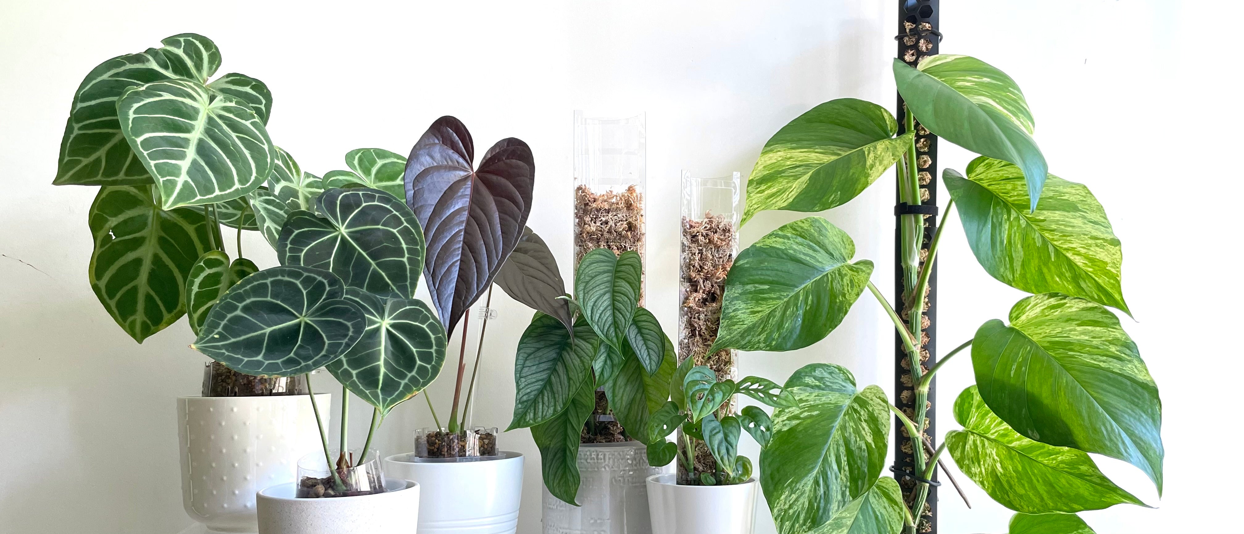 Plants on White - プラント本来の美しさを最大限に引き出す