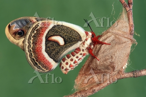 ラスト！ セクロピアサン 蝶標本 カナダ産 セクロピアサン 蛾標本