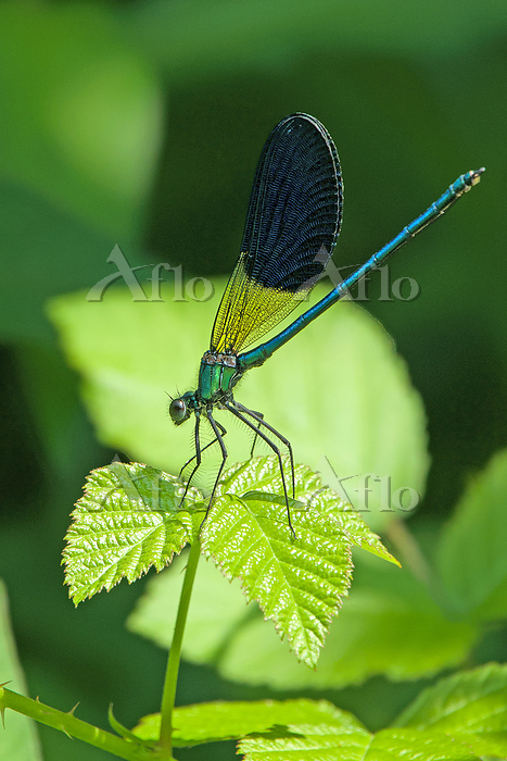 ヨーロッパアオハダトンボ [251028304]の写真素材 - アフロ