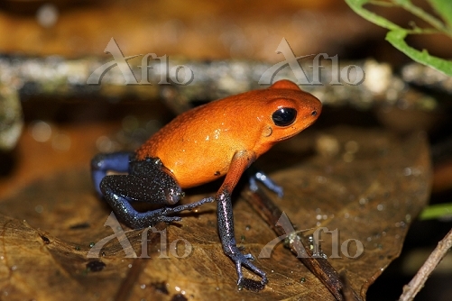 イチゴヤドクガエル [20551208]の写真素材 - アフロ