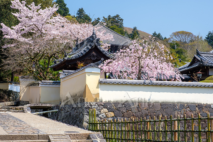 二月堂裏参道の桜 二月堂 桜