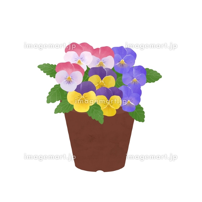 水越智三 pure tomato パンジー 鉢植え 花 イラスト 水越智三 pure