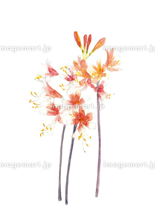 水彩画 野の花 サツ子 水彩画 野の花 サツ子